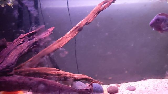 Vieja Cichlid Community Stocking and Tank update смотреть онлайн