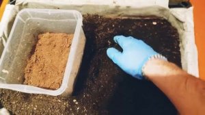 БИОГУМУС И ТОРФ!! СТАРАТЕЛЬ! РАЗВЕДЕНИЕ ЧЕРВЯ В ДОМАШНИХ УСЛОВИЯХ!