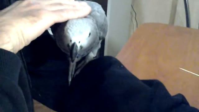 Гоша кайфует смотреть онлайн
