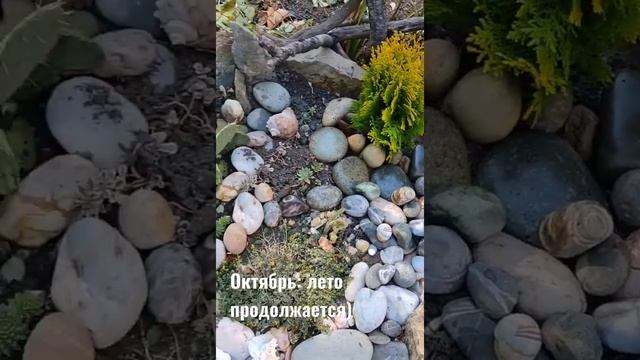 Туя Аурея Нана - новый жилец мини-рокария. Мой Южный берег Крыма своими руками. смотреть онлайн