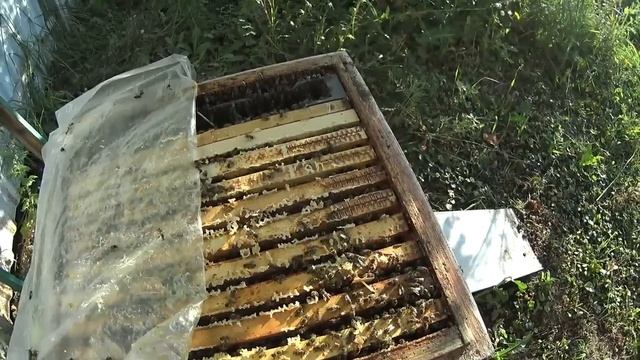 Три условия выращивания зимней пчелы смотреть онлайн