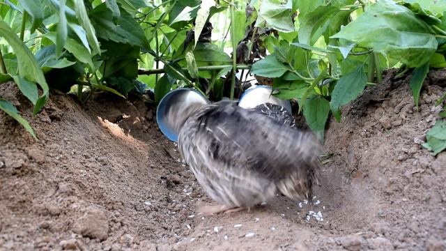 Easy Deep Hole Quail & Bird Trap Using PVC And Plastic Bottle - Amazing Bird Trap With Water Pipe смотреть онлайн