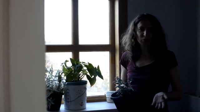 Фуксия из магазина