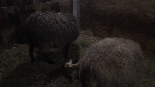 Новорожденные ягнята смотреть онлайн
