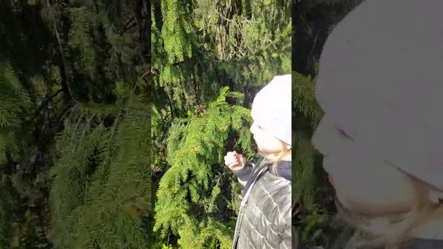 Еловые шишки весной.. это полезно и даже может быть вкусно #halflife смотреть онлайн