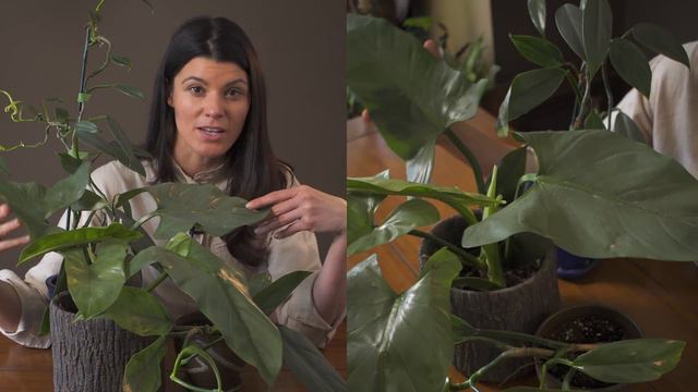 Philodendron Hastatum Houseplant Care — 144 Of 365