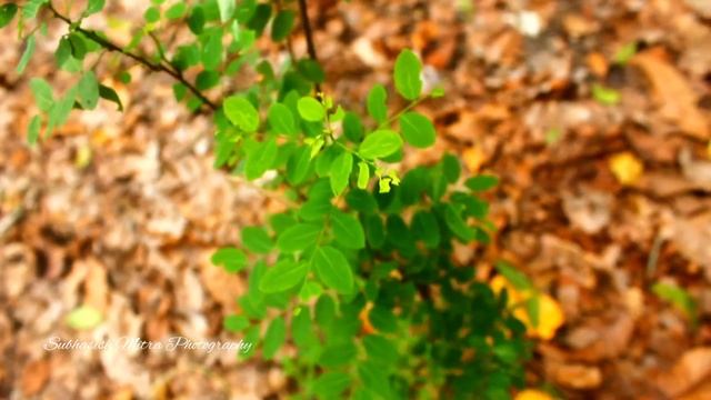Canon 1100D Video Test With 18-55 Lens || Cinematic Video смотреть онлайн