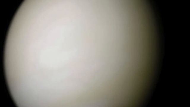 Венера смотреть онлайн