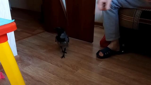 Ворона Карлуша приносит игрушки смотреть онлайн