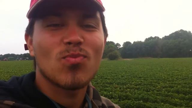 Буня рассказывает как собирать хорошую клубнику)),