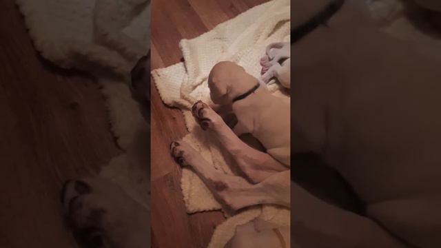 Аргентинский дог, щенок смотреть онлайн