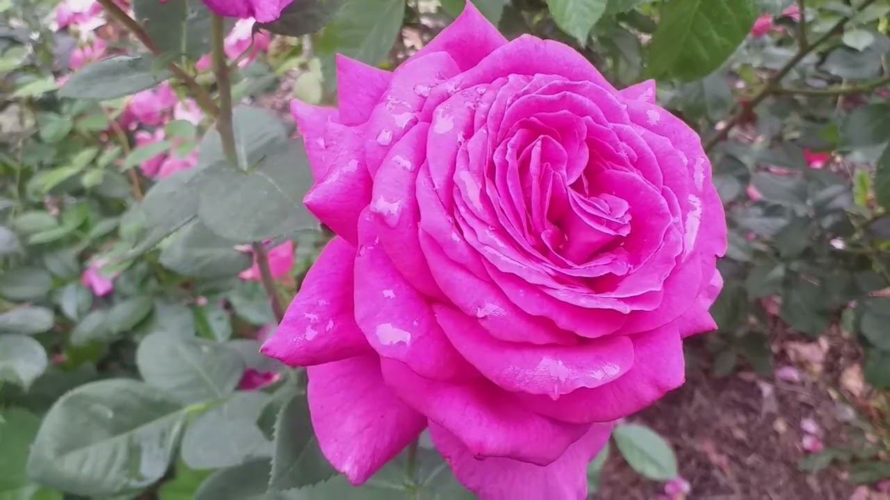 ДВЕ РОЗЫ и ДЕРБЕННИК. Летняя съемка 13 июля смотреть онлайн