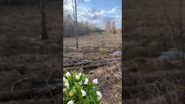 Ве́треница, Ветряница Анемо́на — род многолетних травянистых цветковых растений семейства Лютиковые смотреть онлайн