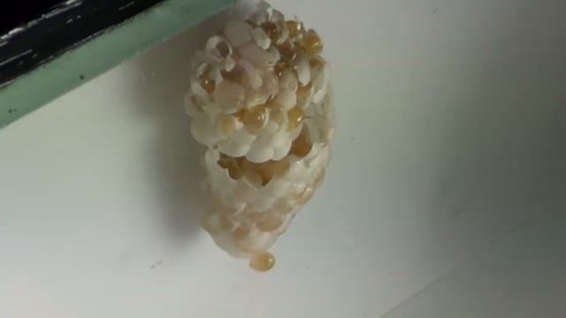 Появление улиток ампуллярии золотистой из кладки. Аквариум