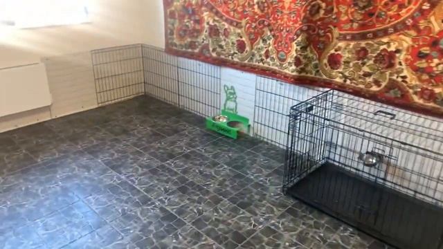 Комната для собак, у нас снова ремонт смотреть онлайн