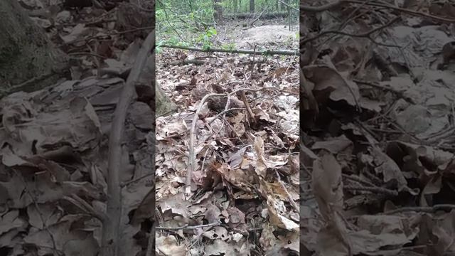 ягтерєр и спаниель на борсука смотреть онлайн