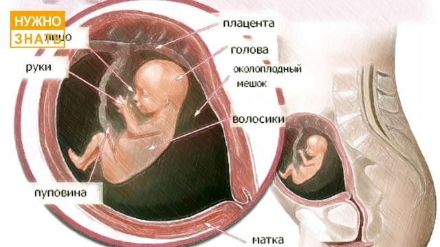 14 неделя беременности. Развитие плода. Как себя чувствует беременная. Как выглядит ребенок. смотреть онлайн