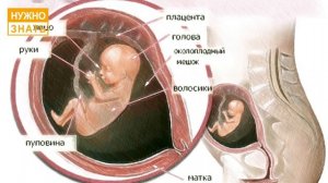 14 неделя беременности. Развитие плода. Как себя чувствует беременная. Как выглядит ребенок.