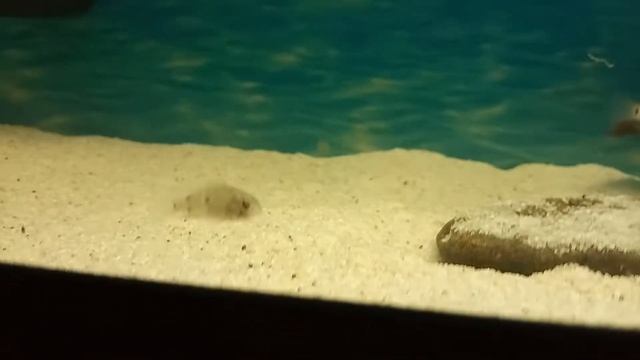 #акарыбирюзовые Акара Бирюзовая, акара голубая