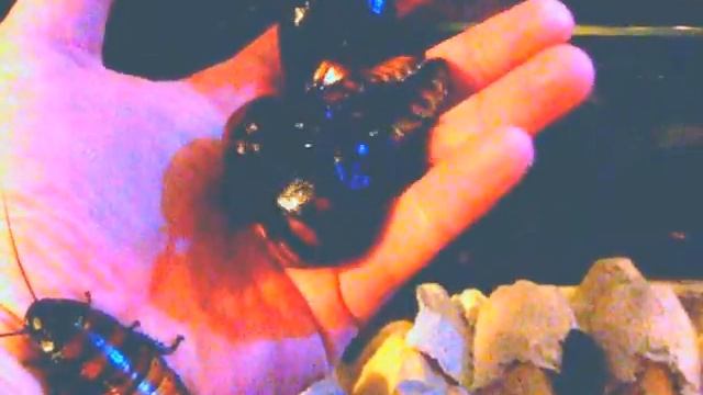 Got Madagascar Hissing Cockroaches? Gromphadorhina portentosa смотреть онлайн