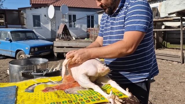 БИГ6 В 100 ДНЕЙ!! КАКОЙ ВЕС ИНДЮШКИ?