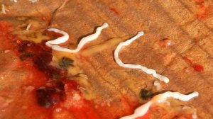 Паразиты в рыбе