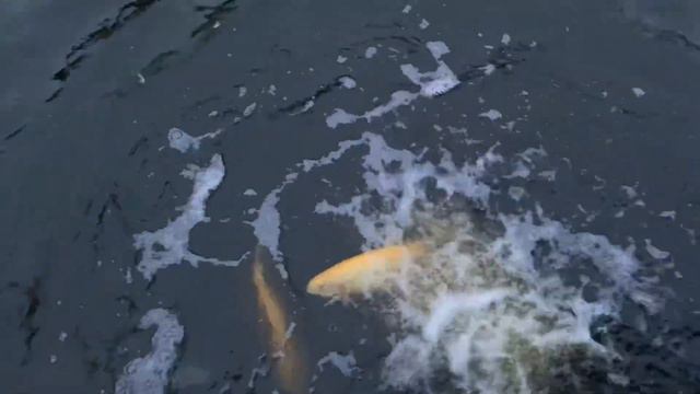 Зарыбили вип смотреть онлайн
