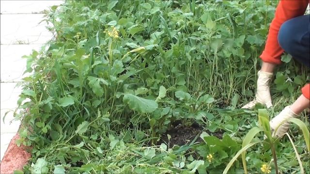 Когда срезать сидераты? смотреть онлайн