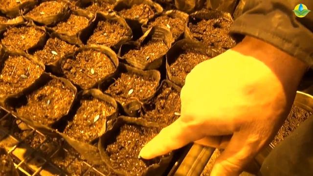 Семена огурцов на рассаду. РАССАДА В КАССЕТАХ. Выращивание рассады огурцов. смотреть онлайн