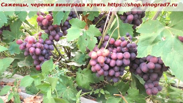 Пузенко Наталья Лариасовна, виноград для всех