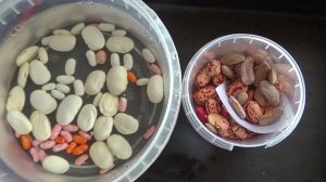 Фасоль,посев на рассаду