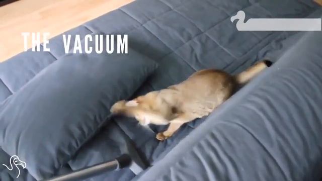 Коты и кошки пакостят смотреть онлайн