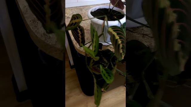 комнатные цветы. комнатные цветы смотреть онлайн