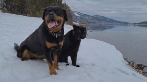 Осторожная Луна на прогулке с новыми людьми?