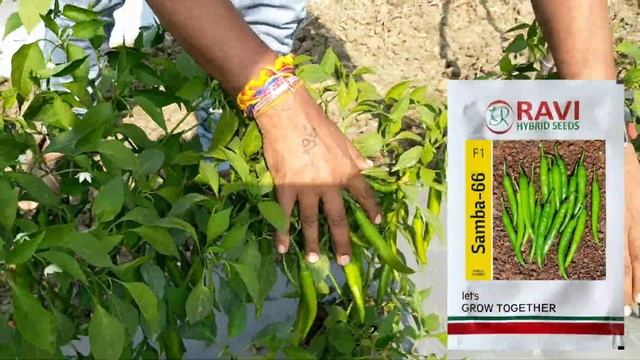 बेहतरीन भजिया मिर्ची की वैरायटी | Samba-66 Chilli?️ | Ravi Hybrid Seeds | Karan Gupta | #agriindia смотреть онлайн