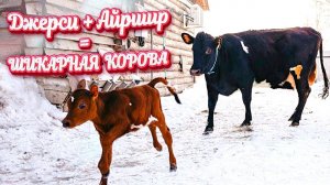 Наша САМАЯ ЛУЧШАЯ Первотёлка. Удой, раздой и уход. Новости КФХ | Молодая Ферма