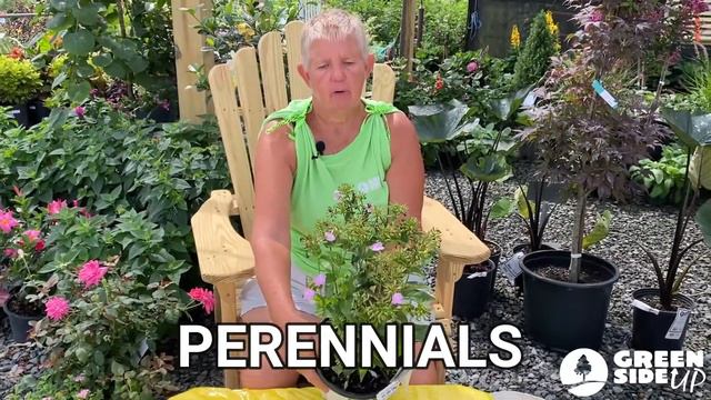 How To Deadhead Flowers | What Is Deadheading | Deadheading Perennials And Annuals