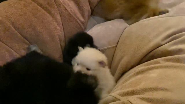 Наши питомцы: щенки кляйншпица Магдалины/ 1 мес и 3 дня/25.12.20