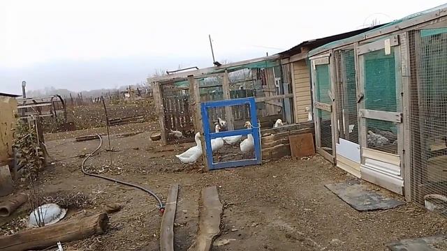 5 ноября. отчёт по яйценоскости кур. Ивермек для кур. Гуси. забор. смотреть онлайн