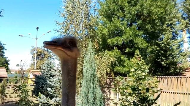 СТРАУС смотрит на Человека - ostrich is looking at a man смотреть онлайн