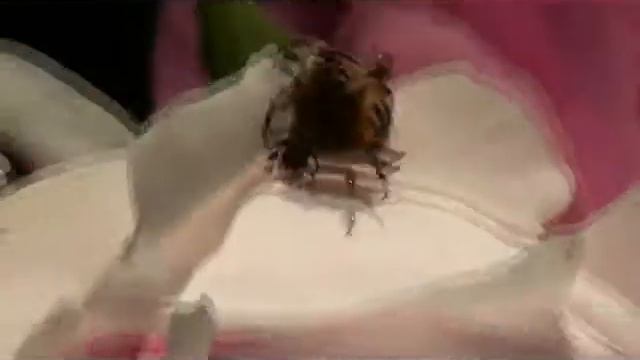 Fourmis et Trichius fasciatus (Trichie fasciée). смотреть онлайн