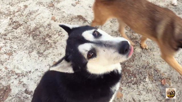 VLOG| Прогулка| Приют Дружок Липецк| Walk| Druzhok Shelter Lipetsk|