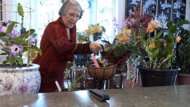 Phalaenopsis Orchid, simple watering, fertilizing and medium explained смотреть онлайн