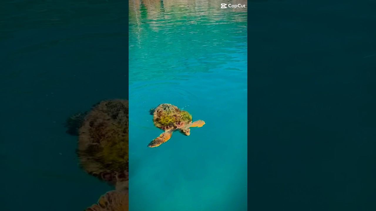 Пора замедлиться и выдохнуть #relaxing #фридайвинг #underwater #freediving #turtle смотреть онлайн