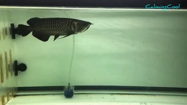 No.1 Black Asian Arowana in World - Best Top 5 Rare Black Arowana Fish смотреть онлайн