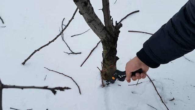 Обрезка низкорослой сливы. Часть 1 смотреть онлайн