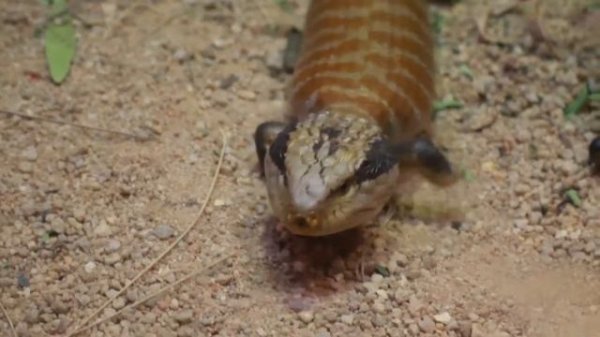 MOST AMAZING WILD ANIMALS | WILDLIFE ANIMAL SAFARI | SAVANNAH | SERENGETI