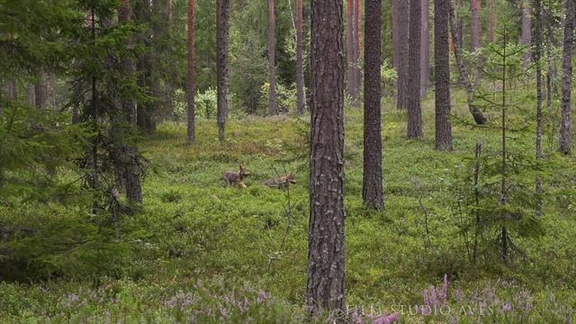 От Волчонка к Волку. Этапы взросления | Film Studio Aves смотреть онлайн