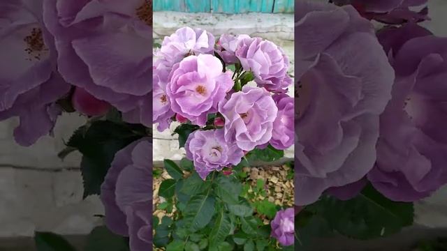 Роза Блю фо Ю смотреть онлайн
