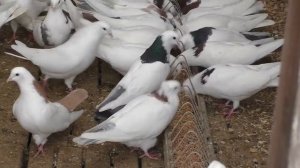 УНИКАЛЬНЫЕ  БОЙНЫЕ ГОЛУБИ В МОСКВЕ, ПИТОМНИК МАРКА ЧАСТЬ 3-Я. #pigeons# #Tauben#көгершіндер#